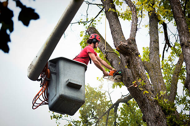 Best Seasonal Cleanup  in USA